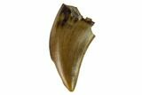 Theropod (Raptor) Tooth - Judith River Formation #133592-1